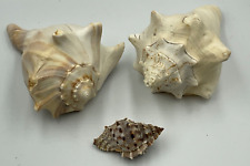 Lot of 3 Vintage Striped Conch Shell Seashell Seaside Decor 5” & 2” Long picture