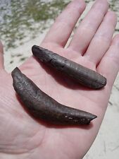 Lot of 2 Nice Fossil Sperm Whale 🐳 Teeth No Repairs. Cetaceans. Miocene. D2 picture