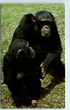 Postcard - Chimpanzee picture