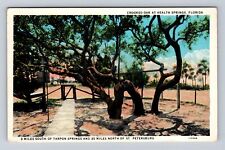 Health Springs FL-Florida, Crooked Oak, Antique, Vintage Souvenir Postcard picture