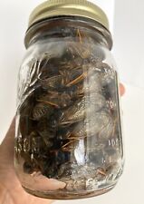 Cicada Specimen 2024 Lot Of 100 in Glass Jar For Bug Collecting/Entomology picture