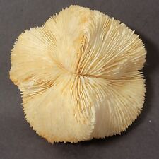 Vintage Natural White Coral Slipper Mushroom Fossil Approx 5