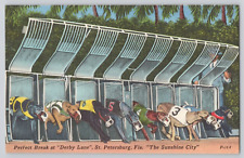 Postcard Derby Lane Dog racing, St. Petersburg, Florida picture
