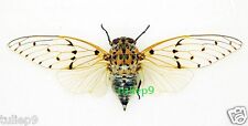 CICADA - Ayuthia Spectabile (Spread) aka Ghost Cicadas - Tapah Hills, Malaysia picture