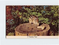 Postcard Squirrel Eating Nuts picture