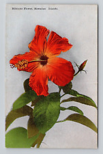 Postcard Hibiscus Flower Hawaii HI, Vintage Linen G14 picture