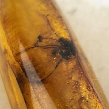Dominican Amber with Insect Inclusion - Oligocene Fossil picture