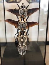 XL GOLIATH Beetles in Flight Taxidermy Insect Art Showcase (Goliathus) picture
