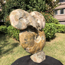 15.51LB Natural ammonite fossil conch Crystal mineral specimen healing decor picture