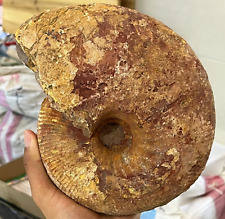 8.75LB Natural Raw Ammonite Fossil Conch Quartz Crystal Mineral Specimen picture