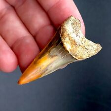 Stunning Bakersfield Hastalis Fossil Mako Shark Tooth Hill Great White Meg Gem picture
