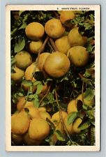 FL-Florida, Grape Fruit Growing Vintage Souvenir Postcard picture
