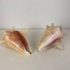 2 Large Conch Shells Pink Ocean Vintage Seashell Decorative Pink picture