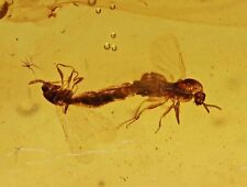 Rare Mating pair of Brachycera (Flies), Fossil inclusion in Burmese Amber picture