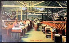 Vintage Postcard 1907-915 Orange Packing House, Florida (FL) picture