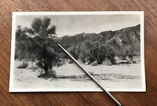 Vintage Smoke Trees of the Desert Palm Springs Frashers Original Photo picture