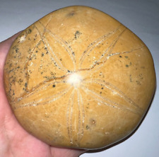 Dinosaur Era Huge Fossil Sand Dollar from the Jurassic of Madagascar 3.6 Inches picture