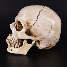 1:1 Human Skull Replica Resin Model Realistic Retro Medical Art Teach Life Size picture
