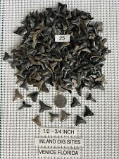 Lot of 25 fossilized 1/2 - 3/4 inch shark teeth from Venice Florida ( INLAND ) picture