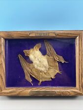 Hanging Stuffed Bat in Shadow Box “Old Bat” Or Oldicus Batticus Leatherus picture