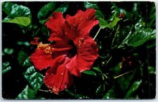 Postcard - Hibiscus picture