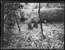 Bower bird nest in National Park New South Wales 1930 Old Photo picture