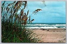Outer Banks North Carolina Nc Golden Sea Oats Wob Pm Postcard picture