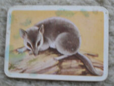 Tuckfield's Australiana Series Animal Fat Tailed Marsupial Mouse Vintage Card. picture