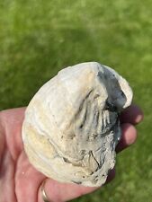 Exogyra Costata Oyster Shell Fossil Big Brook New Jersey Dino Rare *MAKE OFFER* picture