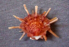 Spondylus regius 51 mm  F+++/gem SMALL  NICE PARTNER of your BIG size collection picture