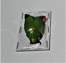 Mexican Scarab Beetle Plusiotis Chrysina adolphi Male FAST FROM USA picture