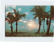 Postcard Spectacular Sunrise and Palm trees Florida USA picture