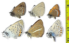 Lycaenidae, a set of 6 Lycaenidae with names of A1, E. Russia  (S. Siberia) picture