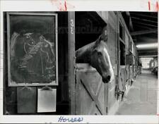 1988 Press Photo Stardust Race Horse at Ox Ridge Hunt Club Stables in Darien picture