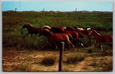 Ocracoke Island North Carolina National Park Range Horses Chrome Postcard picture