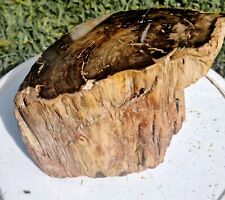 2kg Large Beautiful polished Australian petrified haed wood picture