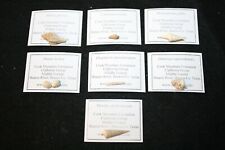Eocene Cook Mountain Formation fossil gastropod mollusc collection 7 species picture
