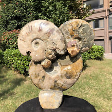 15.51LB Natural ammonite fossil conch cluster crystal specimens healed HH2082 picture