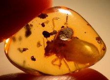 Large Albino Termite with Water Enhydro Inside Abdomen in Dominican Amber Fossil picture
