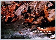 Postcard  Sea Lion Caves Oregon Coast H8 picture