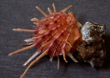 Spondylus regius 70 mm  F+++/gem SMALL  NICE PARTNER of your BIG size collection picture