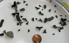 Shark Teeth Miocene and Pliocene marine fossils Collection F picture