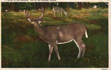 Vintage Postcard 1930's Early in the Morning Not in the Hunting Season Deer picture