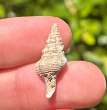 Texas Fossil Gastropod Latirus moorei Eocene Age Cook Mountain Formation Shell picture