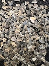 Massive Load Of Cretaceous Sqaulicorax Shark Teeth Fossils From Mississippi picture