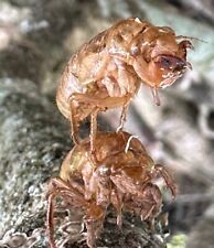 50 x 17yr Cycle Cicada Brood 2024 XIX XIII Molting Shells Exoskeleton Exuviae picture