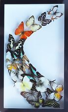 LUXURY ART MIX REAL BUTTERFLY IN BLACK FRAME DISPLAY INSECT TAXIDERMY WALL DECOR picture