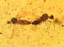 Rare Mating Brachycera (Flies), Fossil inclusion in Burmese Amber picture