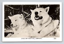 RPPC Two White Dogs Husky Akita? Labrador Goose Bay Labrador Real Photo Postcard picture